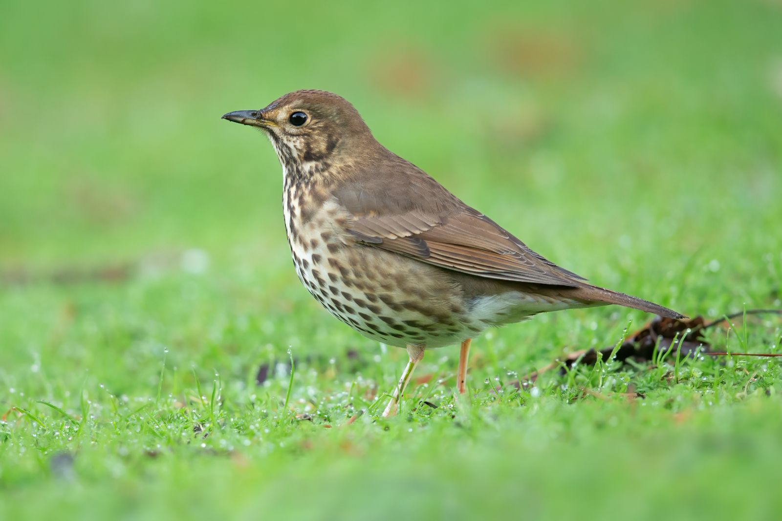 Drozd plavý (Turdus philomelos)